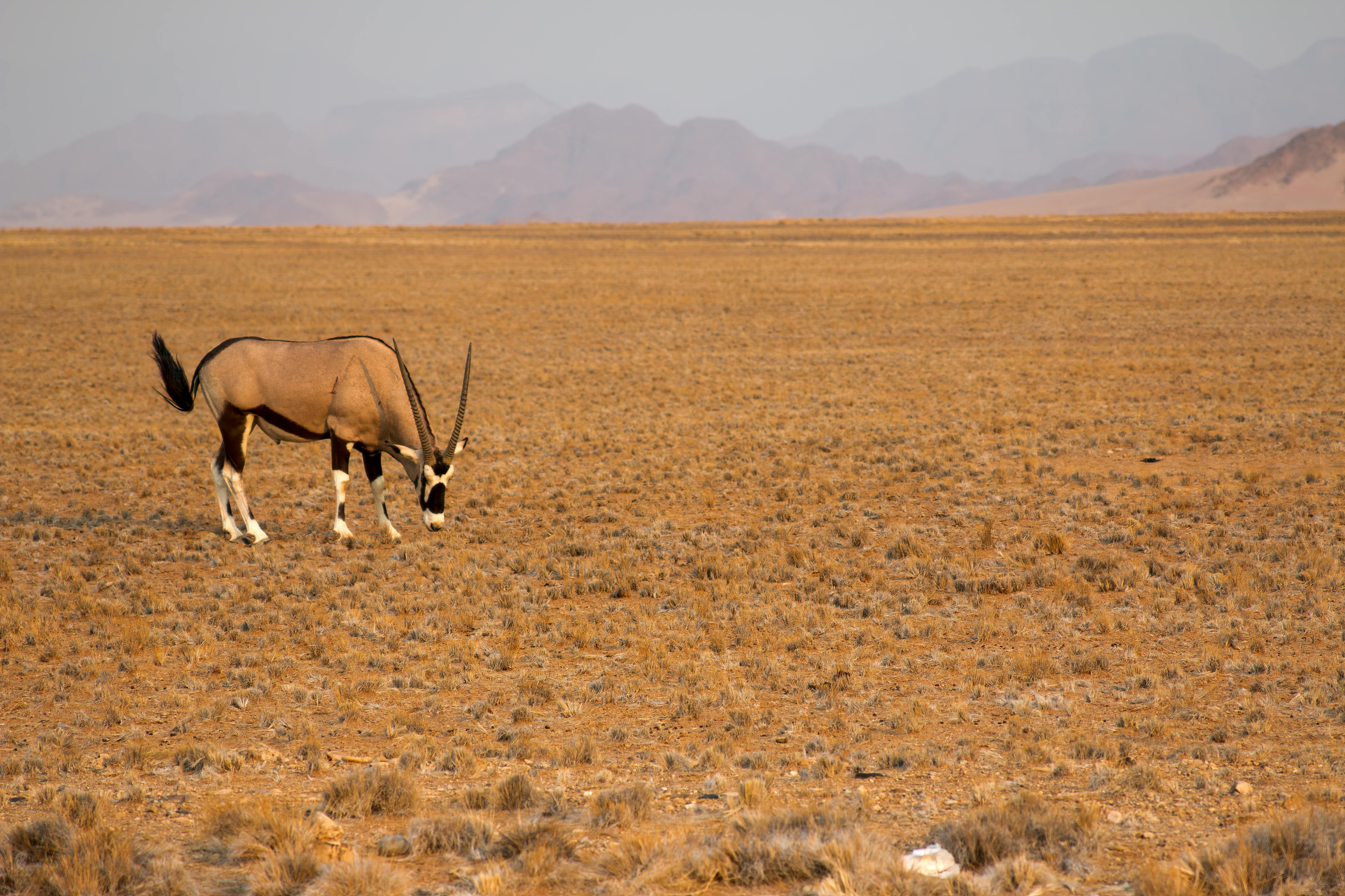 Namibian Landscape